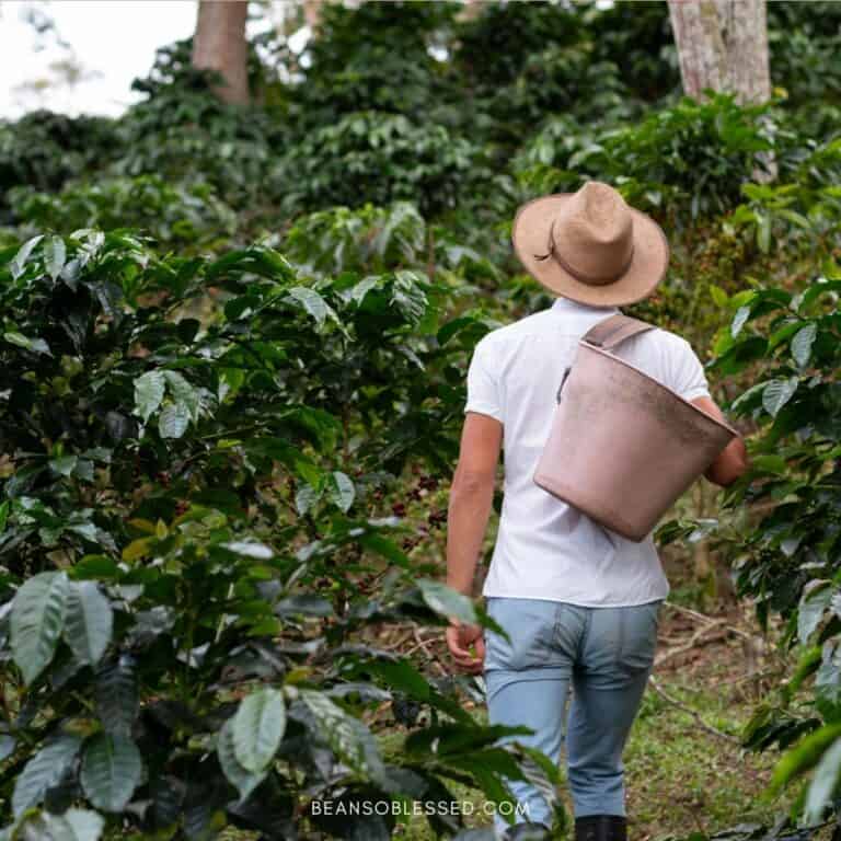 How Is Coffee Grown? 8 Steps From Plant To Cup. You Just Might Be Amazed