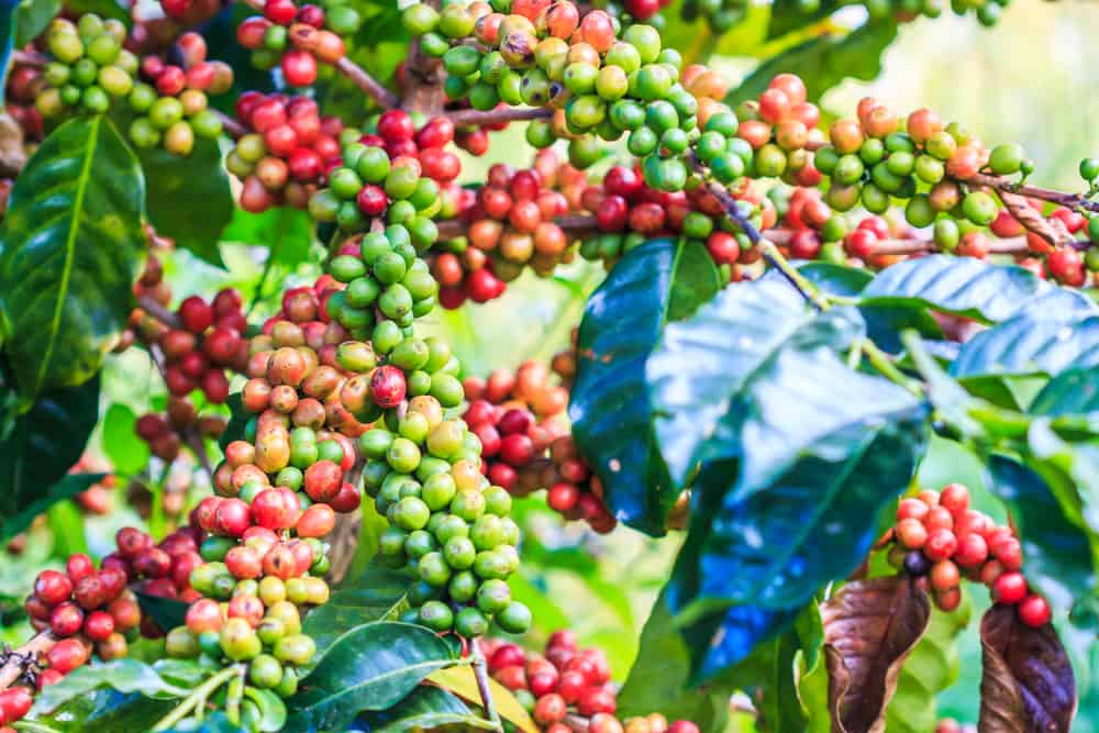 image of coffee tree with beans for the postHow Is Coffee Grown? 8 Steps From Plant To Cup. You Just Might Be Amazed